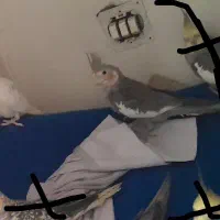 2تا عروس هلندی  1دونه نر  1دونه ماده دونه ای 900