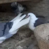 جفت کفتر کتی از نسل پرشی فقط ۸۰۰