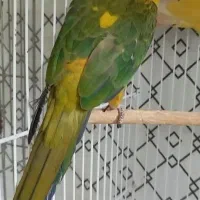 خورشیدی سان کانور فول دستی  چلوندنی