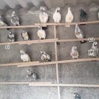 فروشی|پرنده|آران و بیدگل, |دیوار