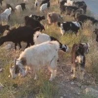 بز غاله