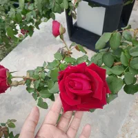 گل بندری