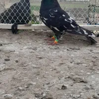 سار نر
