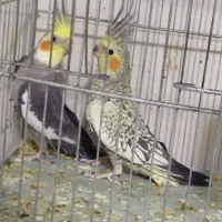 عروس هلندی