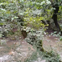 خرید و فروش زمین باغ و ویلا