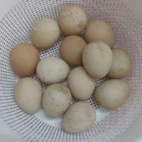 تخم مرغ روسی (مرغ شاخدار)
