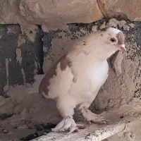 کفتر سسلی