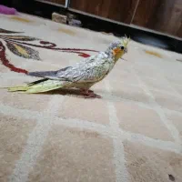 عروس هلندی