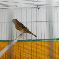 قناری سبز چمنی،۲ملیون