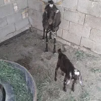شادگان