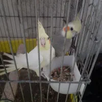 عروس هلندی مولد