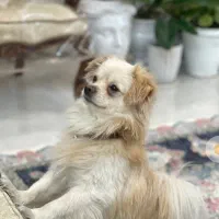 سگ پامرین|سگ|قنوات, |دیوار
