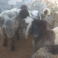 بره چاق