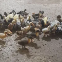 جوجه گلپایگانی
