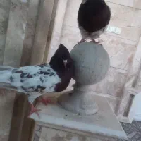 یک جفت کبوتر کله سرخ چشم و چنگ سفید با جوجه
