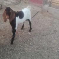 بز نر پاکستانی