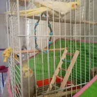 عروس هلندی