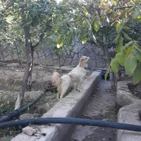 سگ تربیت شده