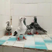 ۵ عدد کبوتر سرکله درست درشت هوایی