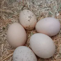 تخم مرغ لاری