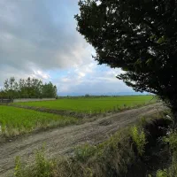زمین-کشاورزی-1هکتاری-سنتی-با-محصول-برنج-نسق-دار