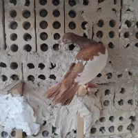 کفتر یهودی سرخ ماده هوایی به شرط جوجه پاک