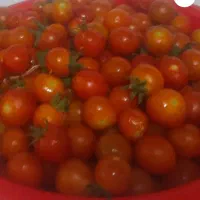 گوجه گیلاسی آبدار محلی