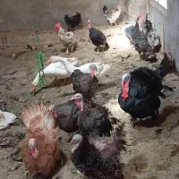 تعدادی بوقلمون دوتا قوغاز بفروش میرسد