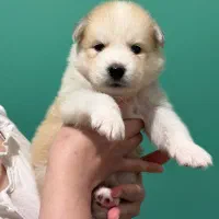 فروش توله مالاموت