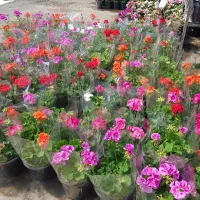 شمعدانی هلندی