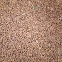 گندم و انواع خوراک دام و طیور