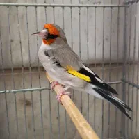 سهره داراب رخ اروپا