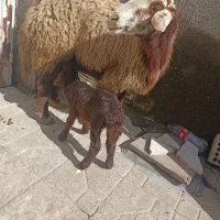 میش وبره|حیوانات مزرعه|مشهد, همت آباد|دیوار