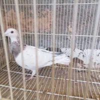 کبوتر جوین