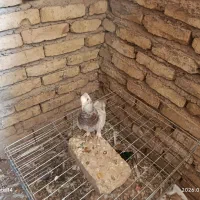 کفتر سرور