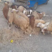 گوسفند زنده دشت مغان در جمالزاده