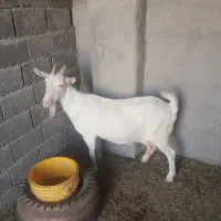 باسلام.بزسانن شرکتی،معاوضه بابره نر