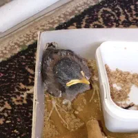 قک عدد جوجه مینای سرحال