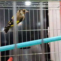 سهره ماده معاوضه با کفتر