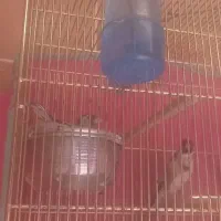 سهره جفت نروماده همراه جوجه