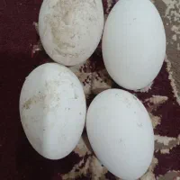 تخم غاز فروشی(حاجی کلاته)