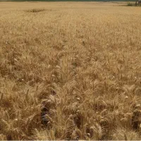 گندم آبی پیشگام