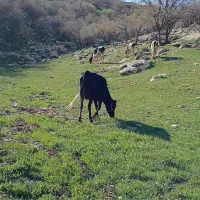 فروش فوری