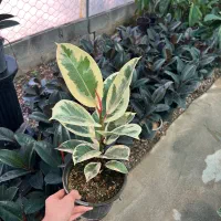 حراج انواع فیکوس