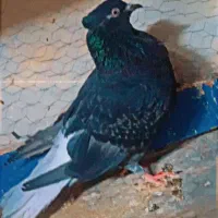 اسباب بازی سالم