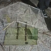 قفس پرنده
