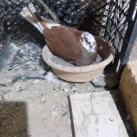 کفتر یا کبوتر