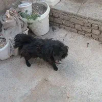 سگ پاکوتاه باهوش خشگل