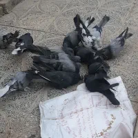 اهنی پریده
