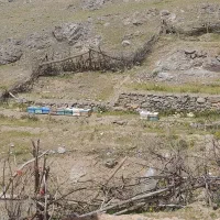 زنبور